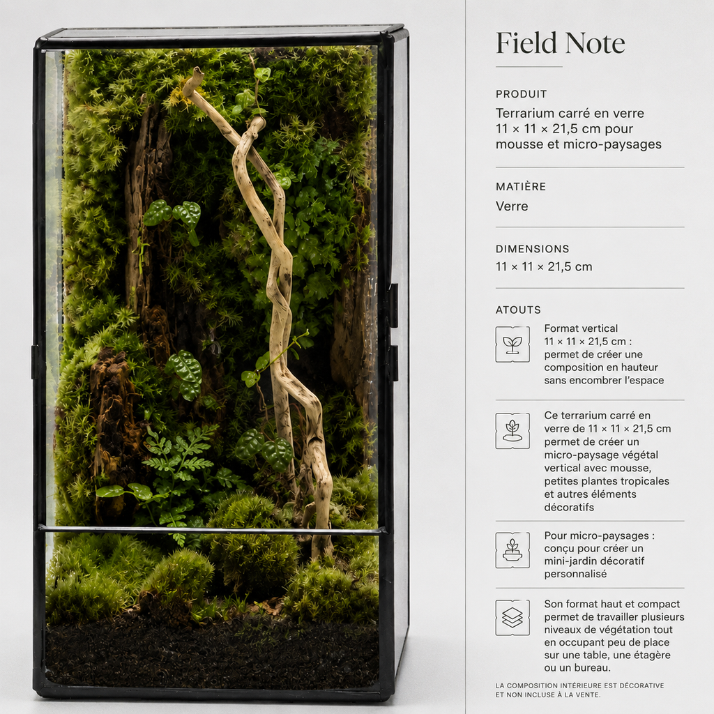 Terrarium carré en verre 11 × 11 × 21,5 cm pour mousse et micro-paysages
