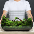 Terrarium géométrique en verre 26,5 × 13,7 × 15 cm