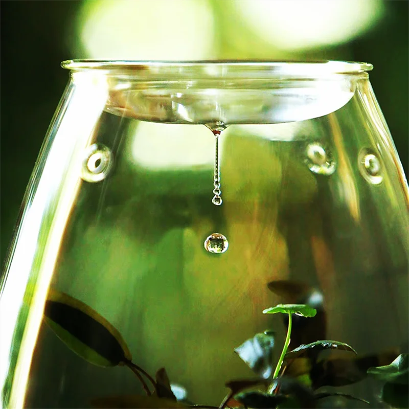 Terrarium bouteille en verre borosilicate avec couvercle