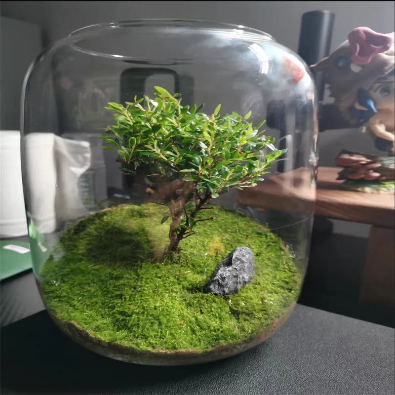 Terrarium bouteille en verre borosilicate pour plantes et hydroponie