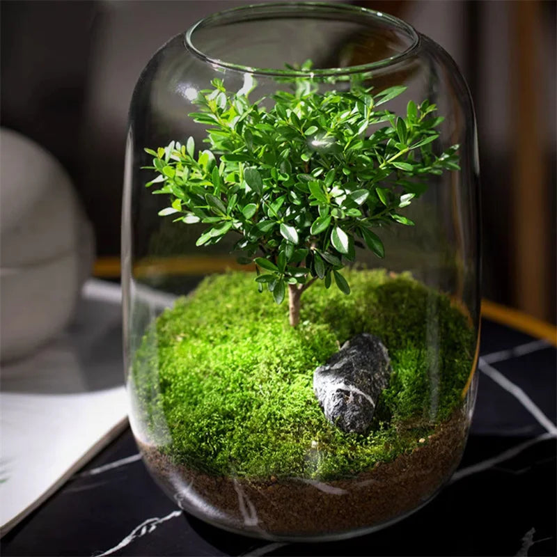 Terrarium bouteille en verre borosilicate pour plantes et hydroponie
