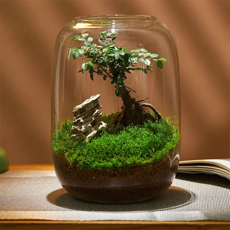 Terrarium bouteille en verre borosilicate pour plantes et hydroponie