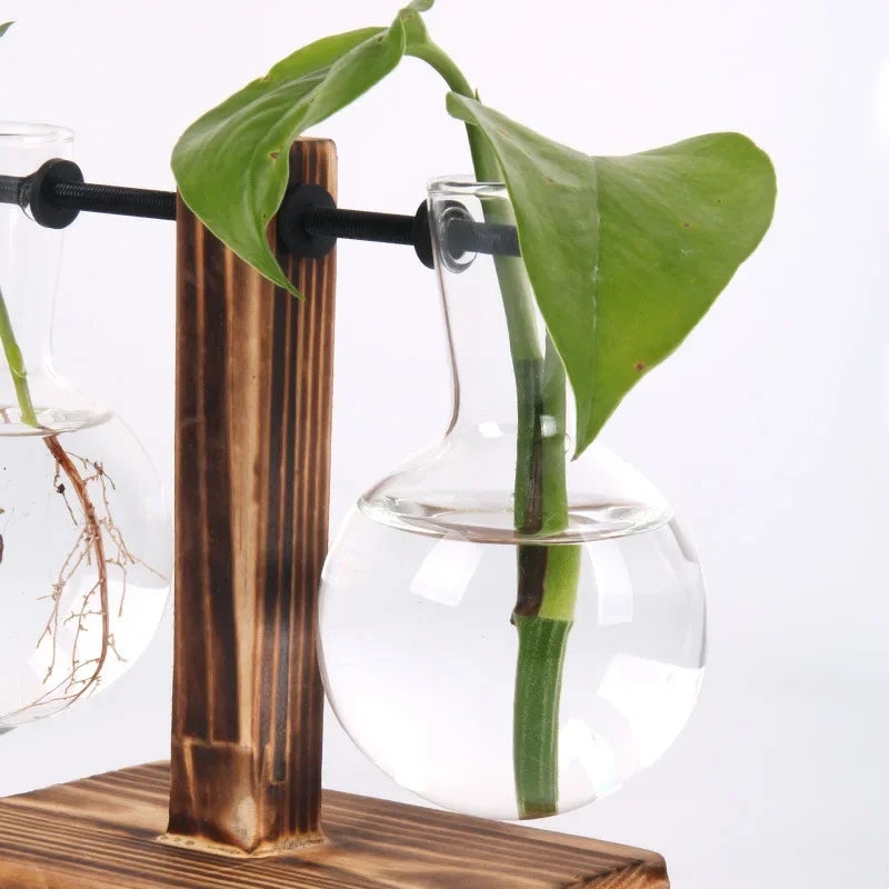Vase terrarium hydroponique en verre avec support bois