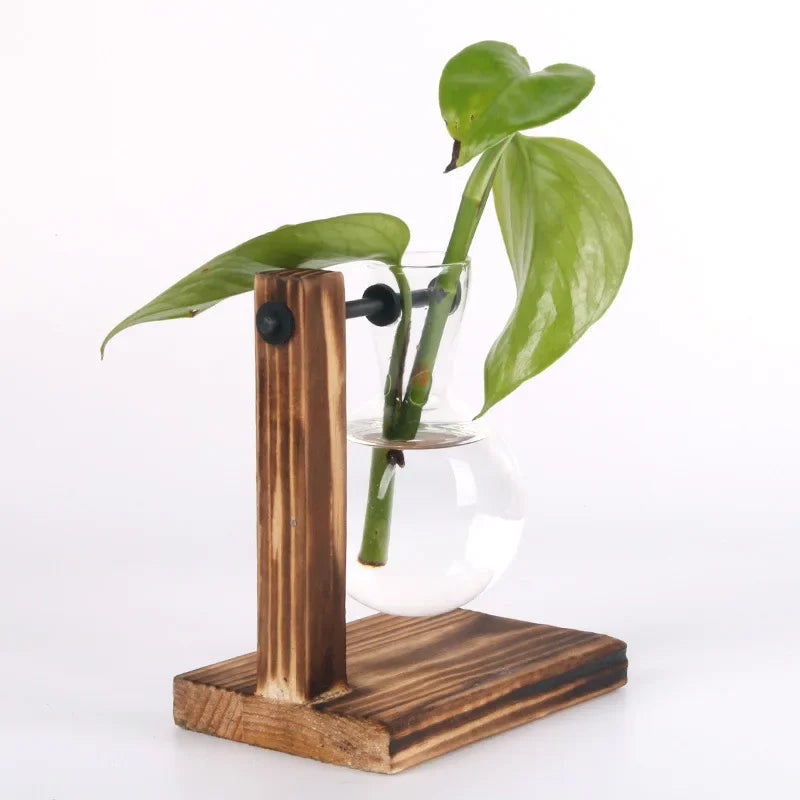 Vase terrarium hydroponique en verre avec support bois