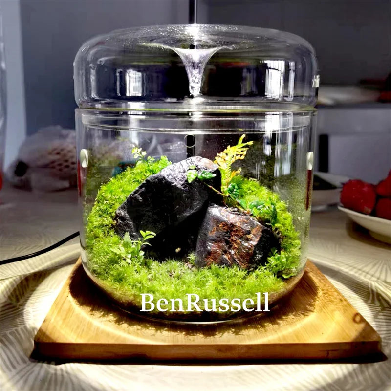 Terrarium bouteille en verre avec couvercle pour mousse et micro-paysages
