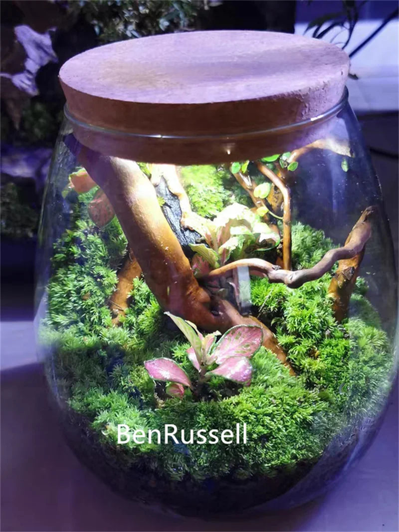 Terrarium en verre borosilicate avec couvercle en liège