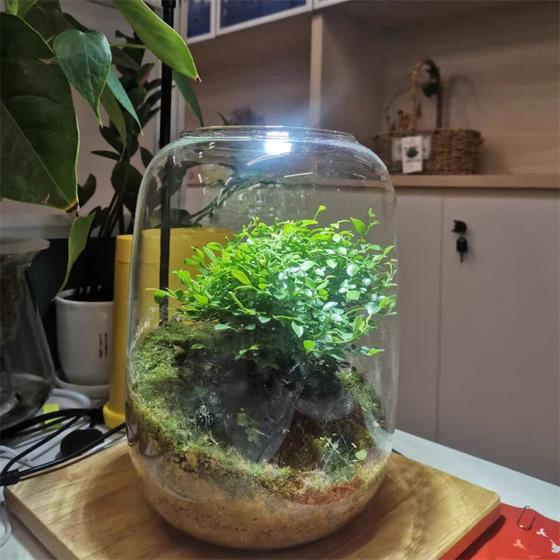 Terrarium bouteille en verre borosilicate pour plantes et hydroponie