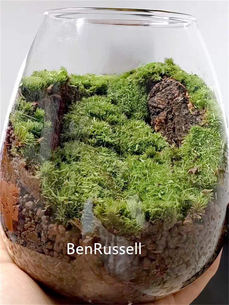 Terrarium en verre borosilicate avec couvercle en liège