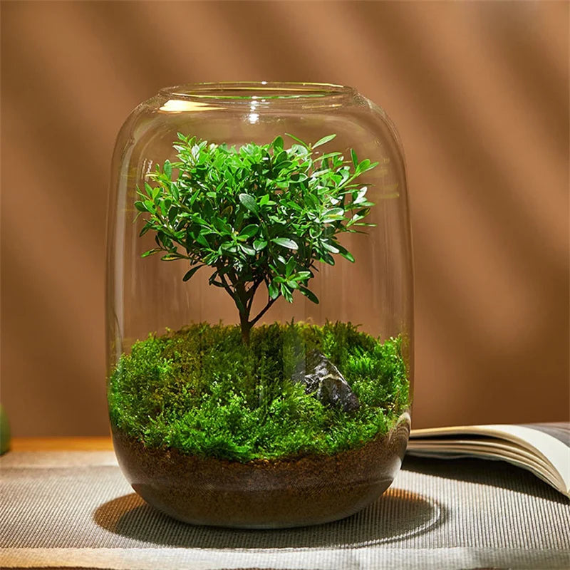 Terrarium bouteille en verre borosilicate pour plantes et hydroponie